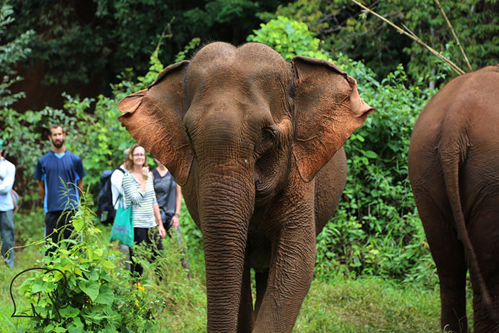 Mondolkiri Cambodge Elephant Valley Project 